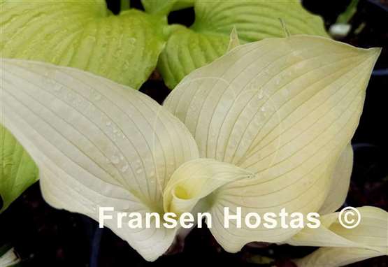 Hosta Spring Ghost